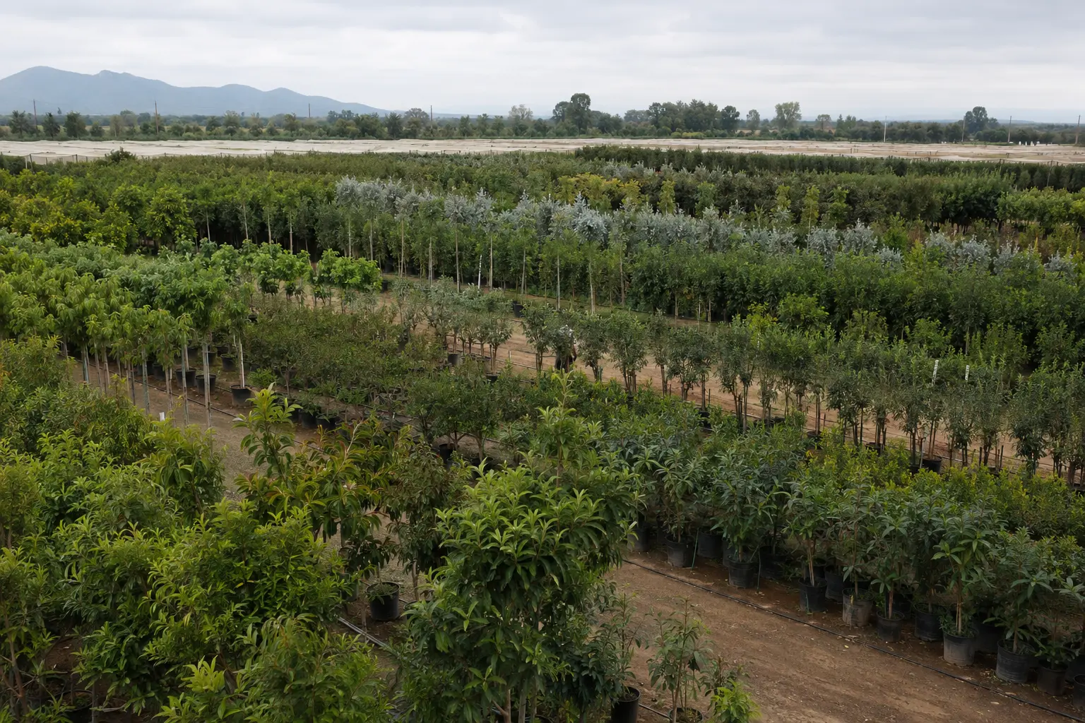 Árboles por mayoreo para viveros, reventa y proyectos